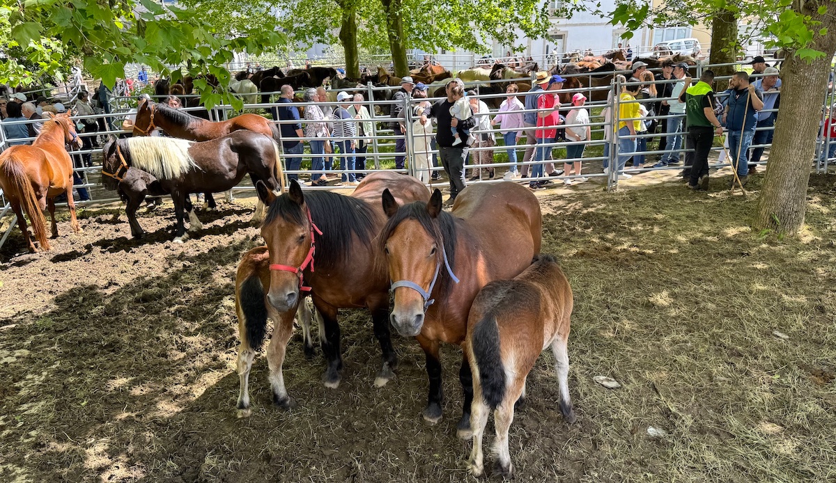 Feria de ganado de As Quendas