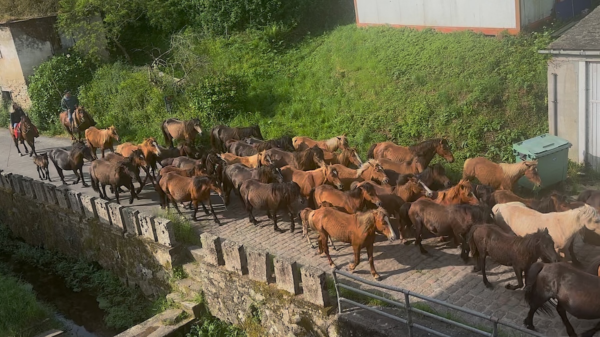 Caballos parando por las calles de Mondoñedo durante As Quendas