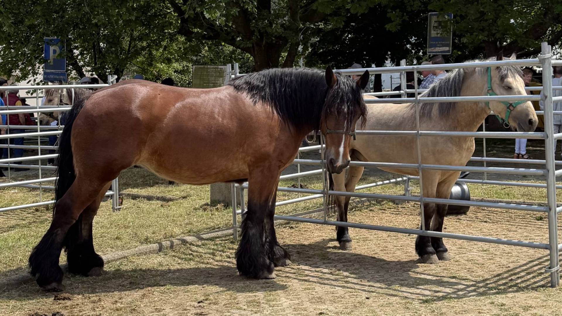 Caballos en una mañana soleada de feria de As Quendas