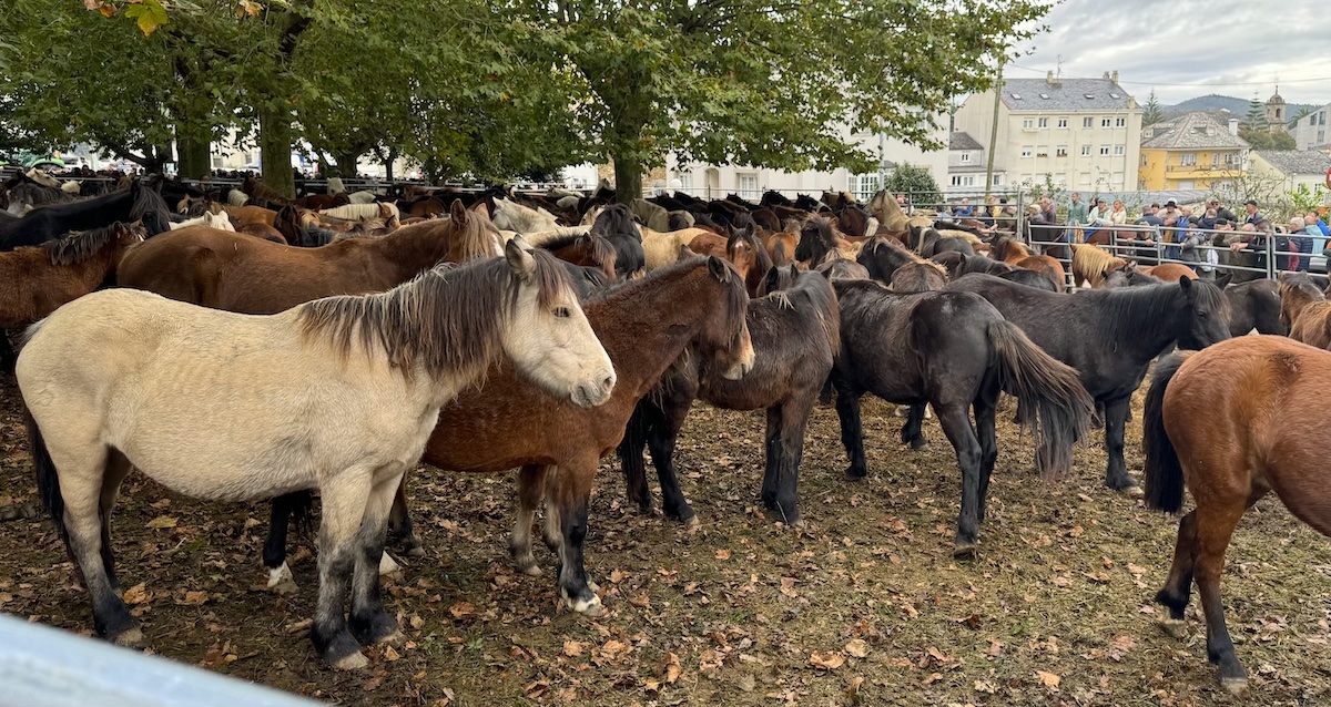 Imagen de la feria de As San Lucas