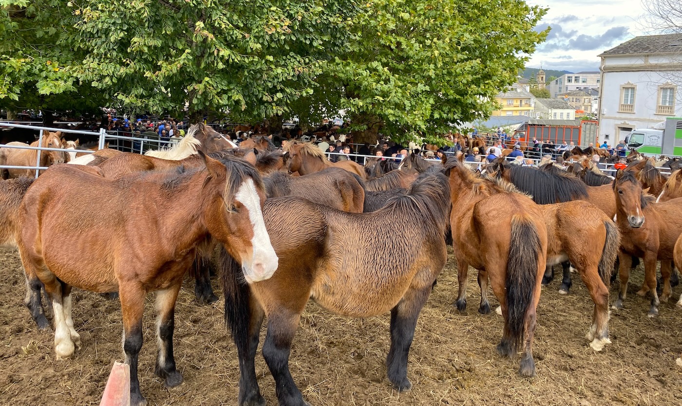 Feria de As San Lucas de Mondoñedo