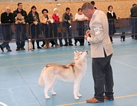 Concurso Canino