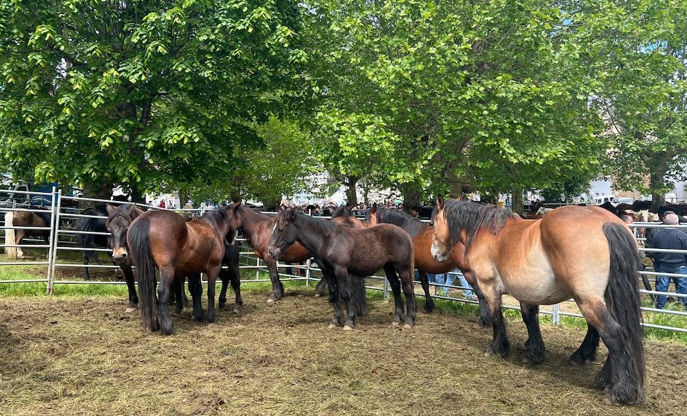 Feria de As Quendas