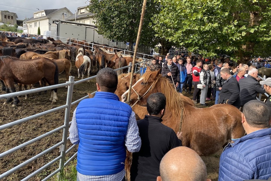 La feria caballar de As San Lucas en Mondoñedo