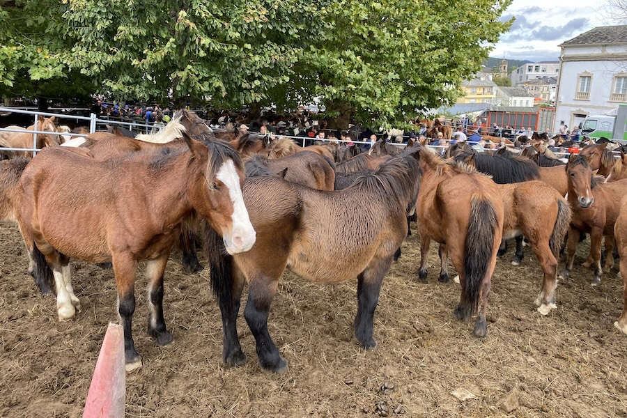 Feria de As San Lucas