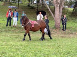 Exhibición de doma y funcionalidad de caballos PRG 