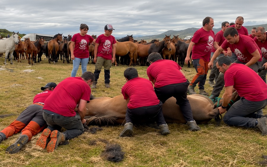 Rapa das bestas en el curro de Campo do Oso 