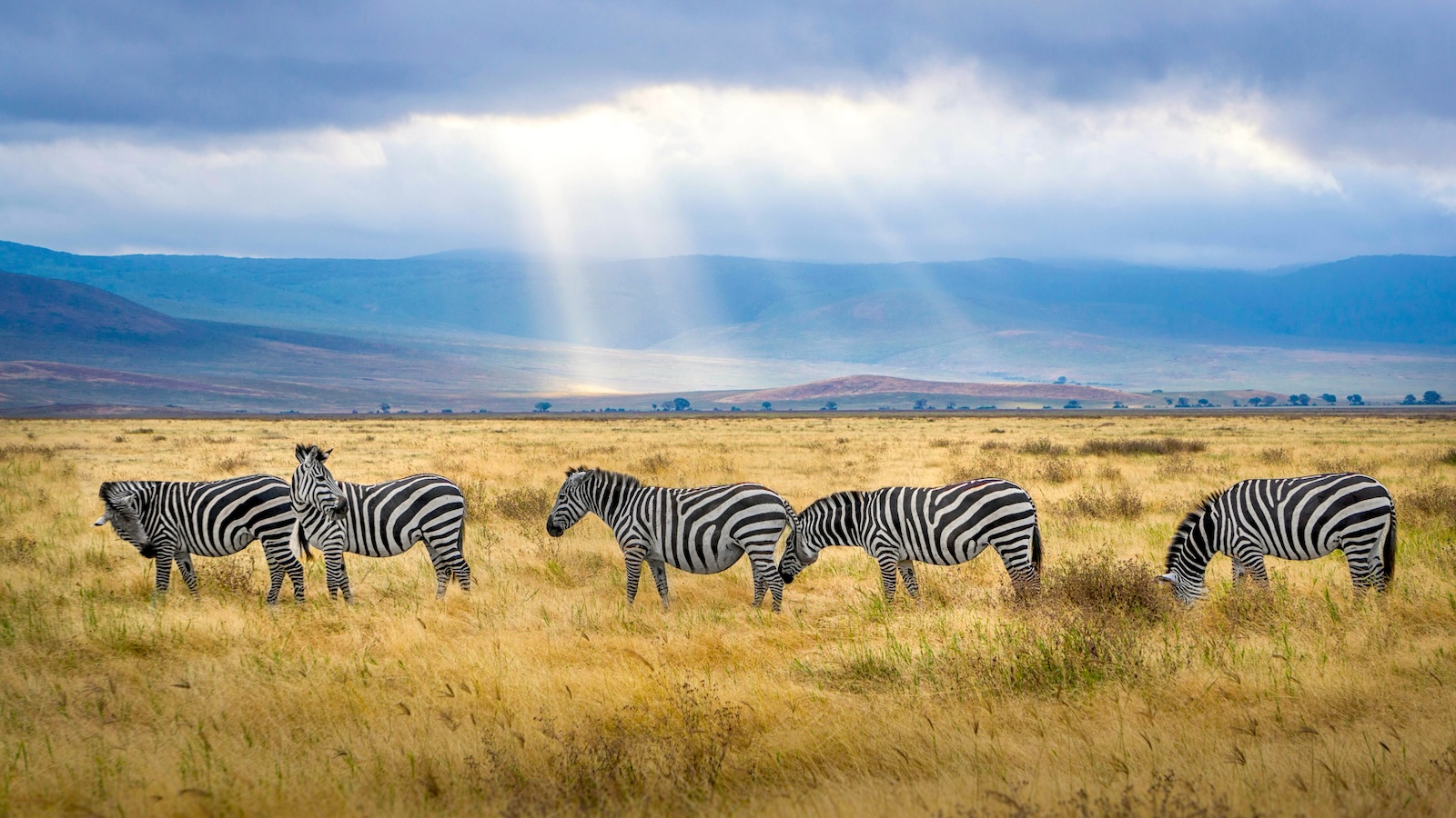 Tanzania para los amantes de la vida silvestre